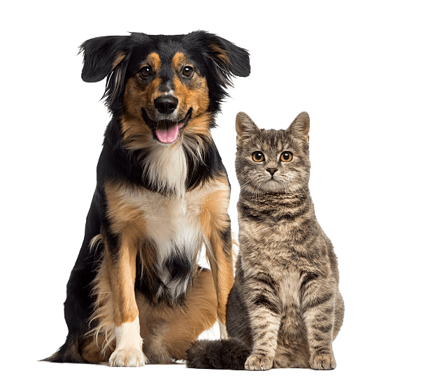 Dog and Cat